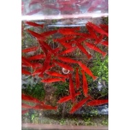 Blodi aarry gelosit300e bonus20e aquarium accessories