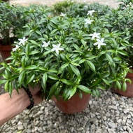 90s Greenovation live Tree Tabernaemontana divaricata Water Jasmine / Jeliti 水茉莉花  ( 2 Size )