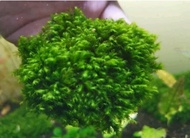 (D.O.A) Us/Fontanus Fissiden Moss Big/Long (fissiden jenis panjang) (AquaticLifeShop) #aquascape #paludarium #terrarium