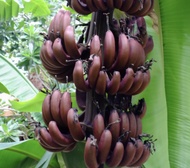 หน่อกล้วย กล้วยนากแดง Red banana. กล้วยนากแดง เป็นกล้วยโบราณหายาก จัดส่งพร้อมกระถาง 10 นิ้ว พร้อมปลูกให้ผล ปลูกเป็นไม้ประดับ ก็ได้เนื่องจากผลมีสีสวย สีแดง เวลาเนื้อผลสุกมีรสชาติคล้ายกล้วยหอม ต้นพร้อมปลูกแข็งแรง