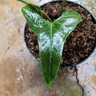 Tanaman Hias Anthurium Draconopterum - Rare Plant Rikepuspita45