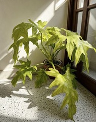 黃金蔓綠絨｜瓦塞維奇黃金春雨  Philodendron Warscewiczii Aurea