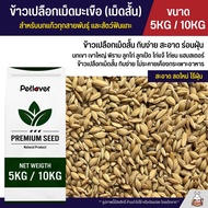 (5KG / 10KG) ข้าวเปลือกเม็ดมะเขือ เม็ดสั้น อาหารนกแก้วทุกสายพันธุ์ หนูแฮมสเตอร์ ไก่ชน ไก่แจ้