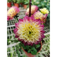dahlia flower plant (大丽花）