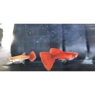 【蝦迷水族】全紅白子 孔雀魚 品系魚 觀賞魚