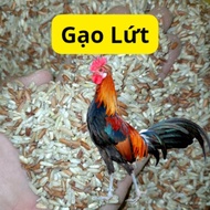 5kg, 10kg Brown rice for chickens, ducks, birds