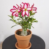 adenium obesum somalense seeds 20pcs