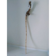 Rotan Songsang Hasil Hutan