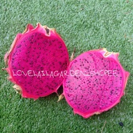 BUAH NAGA MERAH • 100 BIJI BENIH• SEED•