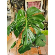 Monstera Deliciosa 4 Sizes
