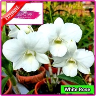 anggrek dendrobium - tanaman hias anggrek dendrobium white rose