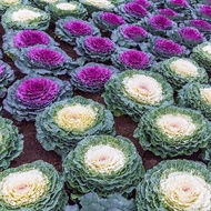 30 เมล็ด เมล็ดพันธุ์ ปูเล่ ปูเล่ฝรั่ง คะน้าปูเล่ กะหล่ำประดับ คะน้ากุหลาบ Ornamental cabbage Seeds
