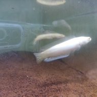channa argus albino pyton