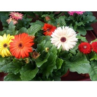 Anak Pokok Bunga Daisy Cantik Daisy Flower Live Plants Gerbera Flower Plants Pokok Bunga Daisi Pokok