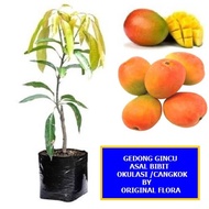 Jual Bibit Mangga Gedong Gincu Pohon Mangga Bibit Buah Mangga Gedong Gincu
