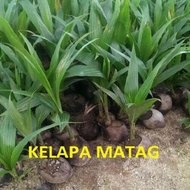 MDC- Anak Pokok Kelapa MATAG Hijau Anak Pokok Tanaman Benih Garden Seed Seeds