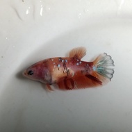 Ikan Cupang Nemo Galaxy Female Betina Siap Breed BWW-081