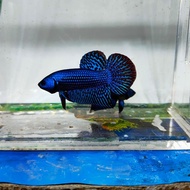 Male Cupang Alien Blue