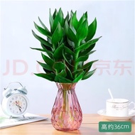 Plants that are truly alive 活着的植物Hydroponic Guanyin Bamboo Rich Bamboo Indoor Plant Office Living Ro