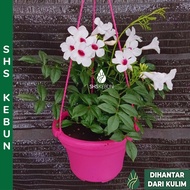 Pokok Bunga Hidup Pandorea Jasmine Real Live Plant Pokok Bunga Hidup Hiasan Luar Rumah Pokok Menjalar SHS Kebun