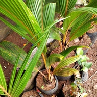 Pohon bibit kelapa gading