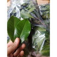 Fresh CLOVES LEAVES 250 GRAM fresh AH