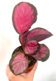 Calathea Crimson