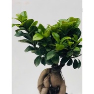 Birthday bonsai tree - mini bonsai