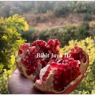 tanaman buah delima merah (terlaris)