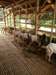 Kambing Kurban Murah 50-60 kg / Kambing Sehat