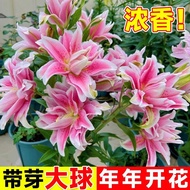 Fresh Flower Seed Sprout Indoor