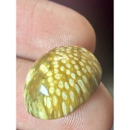 Fossil Nibong Kecil Asli Motif Urat jelas Saiz Seposen