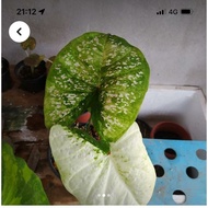 Keladi Thailand/Rare Caladium/Keladi Hiasan