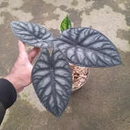 alocasia dragon scale