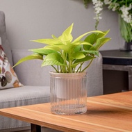 陽光黃金葛 免澆水盆栽 室內植物 觀葉植物  禮物 辦公室小物