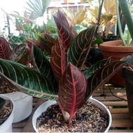 tanaman hias aglonema red sumatra - aglaonema pried of sumatra