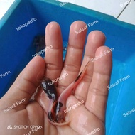 Bibit ikan lele bule/ lele belang ukuran 5-6 cm