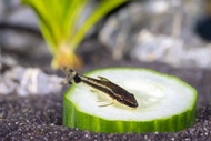 Otocinclus Catfish Algae Eater Nano Tank Freshwater Decorative Aquascape Fish