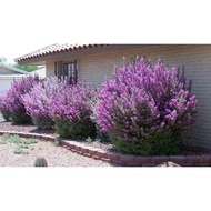 Pokok Texas Sage (bunga unggu)