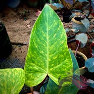 Philodendron Painted Lady by LS Group