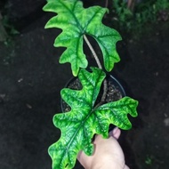 alocasia tandu rusa / alocasia jacklyn LZ