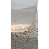 Kutu Air Hidup Moina Thai ( live fish food )