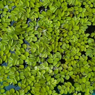 Pokok air hidup Salvinia natans floating plants, pokok air lipan, kiambang utk guppy, betta ikan lag