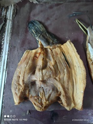 ikan asin gabus jumbo/ gabus jumbo / super premium
