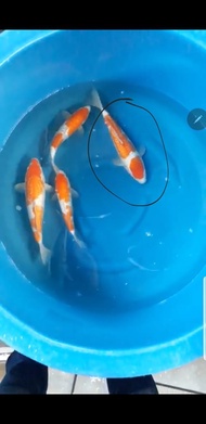 Ikan koi import bersertifikat