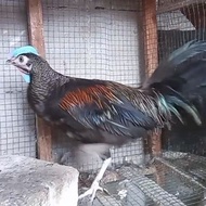 ayam hutan hijau jantan jinak 