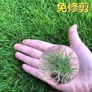 Lawn short footed, evergreen, courtyard, no maintenance, grass cutting seeds, greening, rye - g