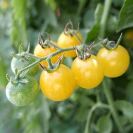 Yellow Australian Grape Tomato - Tomato Seeds Rare Tomato Seeds Heirloom Tomato Seeds