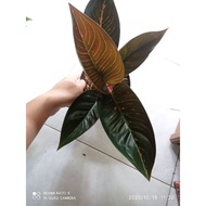 Aglonema black Tiara