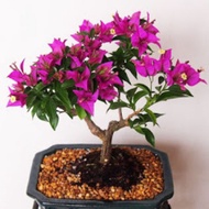 Keratan batang bunga kertas Thailand malaysia |  bougenville | bougainvillea